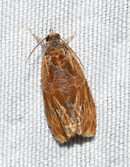 Olethreutes nitidana