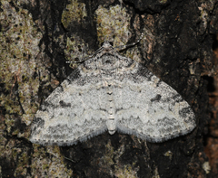 Lobophora nivigerata