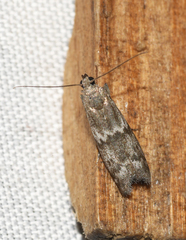 Eurythmia angulella