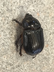 Xyloryctes jamaicensis