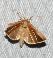 Plusia venusta