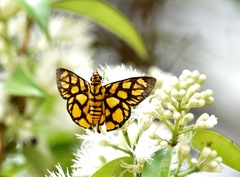 Odina hieroglyphica