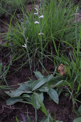 Polianthes platyphylla