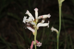 Polianthes platyphylla