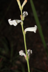 Polianthes platyphylla