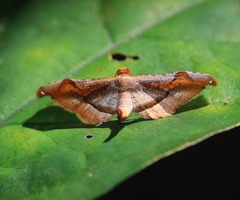 Calindoea elongatalis