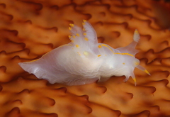 Ancula gibbosa