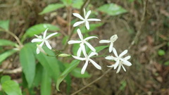 Tarenna gracilipes