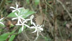 Tarenna gracilipes