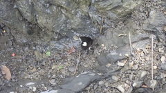 Papilio nephelus chaonulus