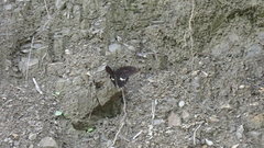 Papilio nephelus chaonulus