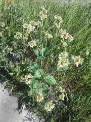 Mirabilis nyctaginea
