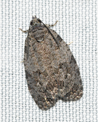 Apotomis removana