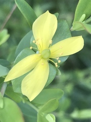 Hypericum crux-andreae