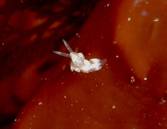 Trinchesia albocrusta image