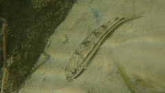 Microphysogobio alticorpus