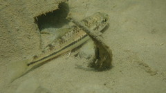 Microphysogobio alticorpus