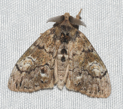Dasychira plagiata