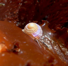 Calliostoma