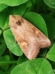 Amphipoea fucosa