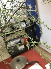 Artemisia campestris