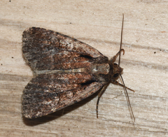 Eueretagrotis attentus