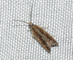 Ancylis diminuatana