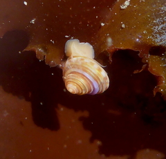 Calliostoma