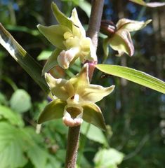 Epipactis purpurata