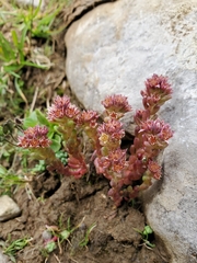 Sedum atratum