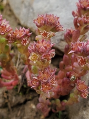 Sedum atratum