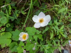 Eriocapitella vitifolia