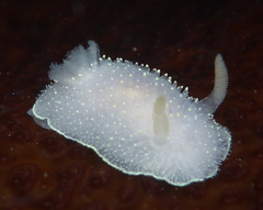 Acanthodoris hudsoni