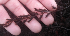 Odonthalia floccosa