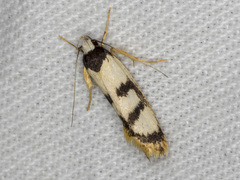 Eulechria sigmophora