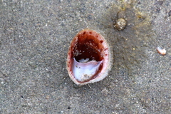 Crepidula norrisiarum