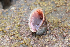 Crepidula norrisiarum