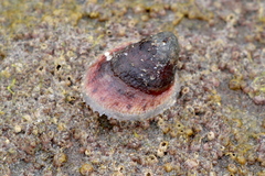 Crepidula norrisiarum