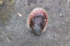 Crepidula norrisiarum