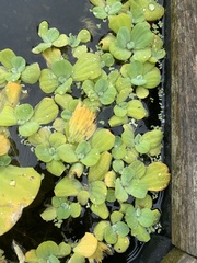 Pistia