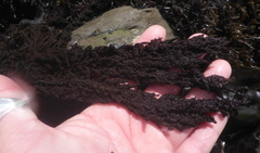 Callithamnion pikeanum