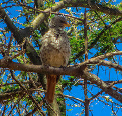 Histurgops ruficauda