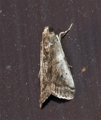 Acrobasis tumidulella
