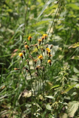Crepis lyrata