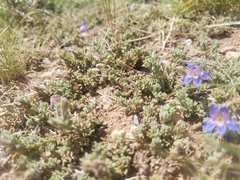 Penstemon caespitosus desertipicti