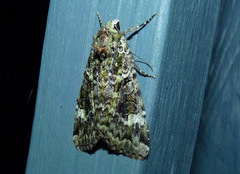 Anaplectoides prasina