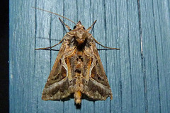 Autographa flagellum