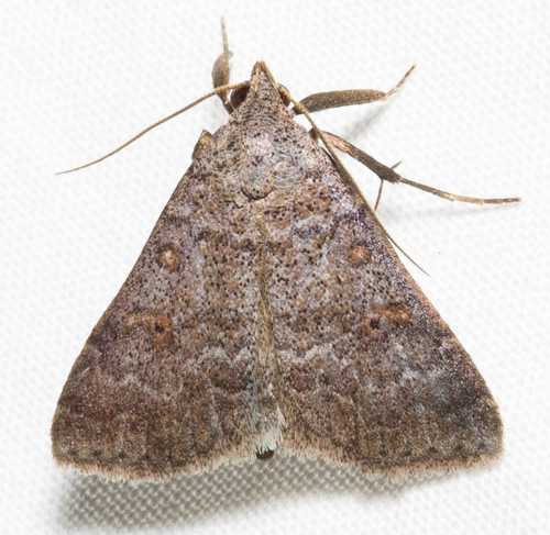 Bleptina sangamonia Barnes & McDunnough, 1912