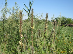 Leonurus quinquelobatus