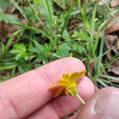 Ranunculus petiolaris